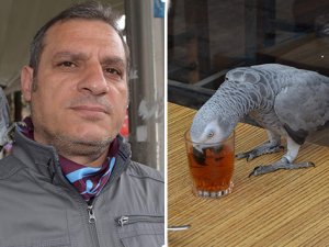 Çay tiryakisi papağan