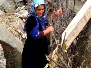 Hakkarili besiciler oğlakları meşe dallarıyla besliyor