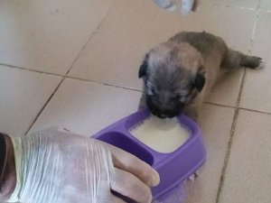 Annesi ölen yavru köpeğe belediye çalışanları sahip çıktı