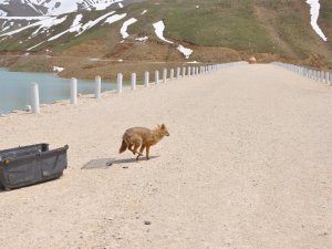 Bitkin bulunan tilki doğal ortamına bırakıldı