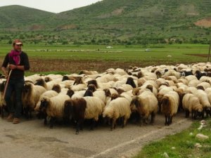 Göçerlerin zorlu Ramazan mesaisi başladı