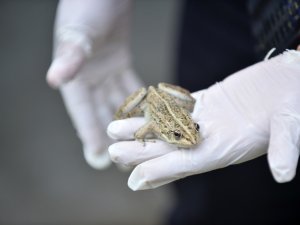 Kurbağanın kilosunu 45 TL'den satıyoruz