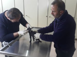 Ayakları kırılan yavru kedi sağlığına kavuştu