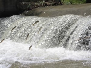 'Siraz'ın akıntıya karşı göçü başladı