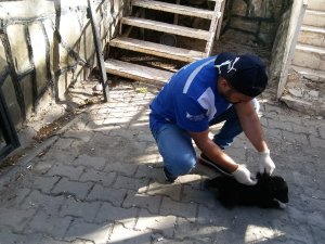 Sahipsiz hayvanlar sağlık taramasından geçirildi