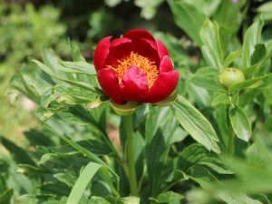 ‘Ayı Gülü'nü koparana 60 bin 163 lira ceza