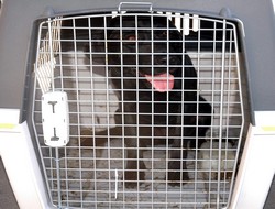 mayın arama köpekleri hakkari'de