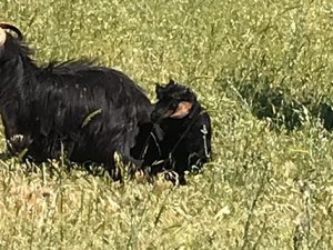 Kayıp keçinin imdadına Mehmetçik yetişti