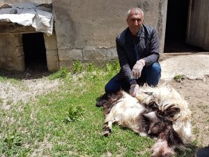 Başıboş köpekler 18 keçiyi telef etti