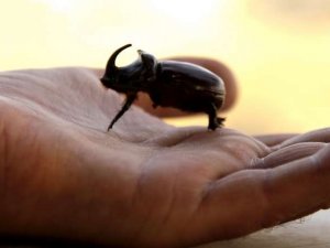 Öğretmen küçük canlıları fotoğrafladı