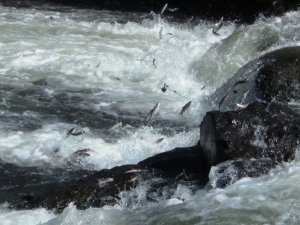 Uçan balıkların yolculuk serüveni