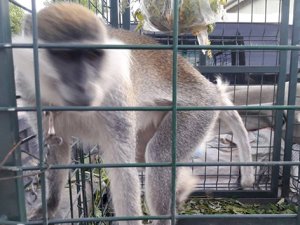 Mahallede dolaşan sahipsiz maymun yakalandı