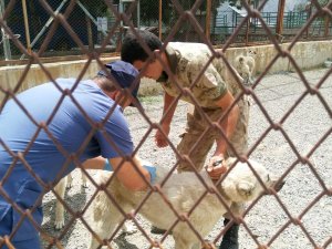 Hakkari’de sahipli hayvanlara kuduz aşısı yapıldı