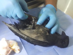 Veteriner ekibi yaralı karga için harekete geçti