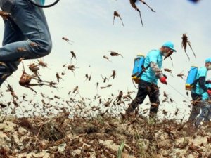Çekirgeleri işçiler getirdi iddiası