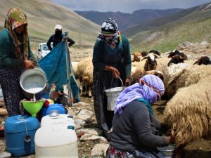 Berivanların zorlu mesaisi