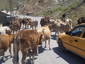 Zabıta ekiplerinin başıboş hayvan operasyonu