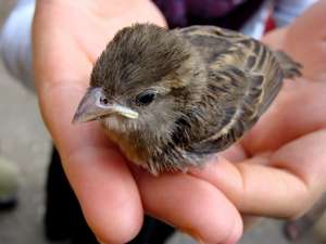 Hakkari yuvada düşen serçe kuşları için seferber oldu
