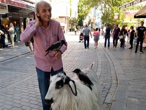 Keçisiyle evcilleştirdiği kargaları arkadaş oldu