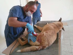 Ayakları kırılan hayvan Van’a sevk edildi