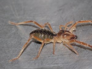 Et yiyen örümcek yine ortaya çıktı