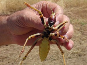 Dev çekirge görüntülendi