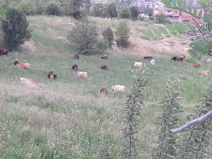 Merzan’da başıboş hayvan sürüsüne tepki