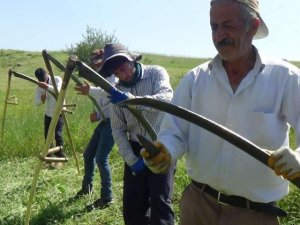 Üniversite mezunu kızgın güneş altına tırpan çekiyor