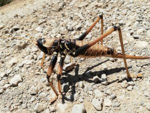 Hakkari’de etçil çekirge bulundu