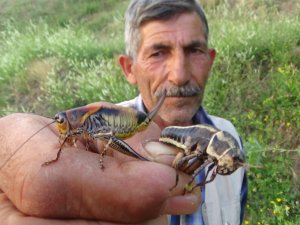 Durankaya'da çekirge istilası