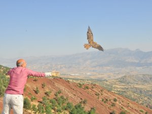 Tedavi edilen şahinler doğaya bırakıldı