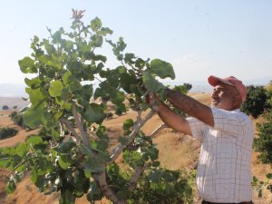 Siirt fıstığı 13 ilde yetişecek