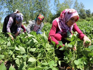Gevaş fasulyesinin ilk hasadı yapıldı