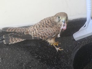 Elektrik akımın kapılan Atmaca tedavi altına alındı