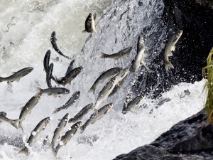İnci kefali balıklarının dönüş yolculuğu başladı