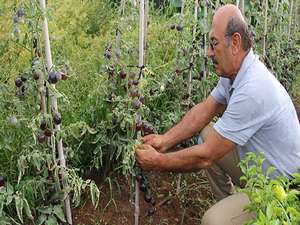 Bu domatesleri görenler şaşırıyor
