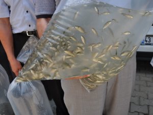 Göl ve göletlere 250 bin yavru balık bırakıldı