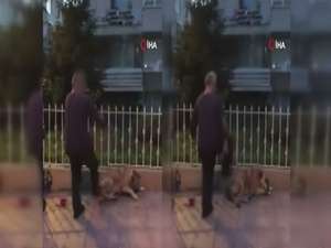 Köpeğe tekme atan şahıs kamerada