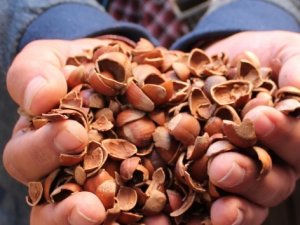 Fındık kabuğundan kömür üretilecek