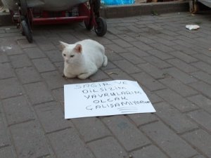 Dilenci kedi şaşırttı...