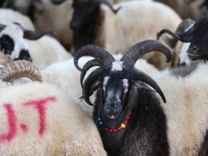 5 boynuzlu koç ilgi odağı oldu
