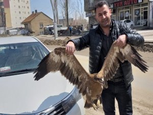 Bozkır kartalı tedavi altına alındı