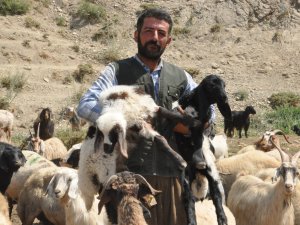 Yüksekova'ya İran'lı çoban...