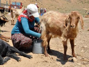 Kavurucu sıcakta süt sağımı