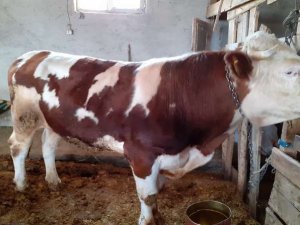 Kurbanlık Şakir alıcısını bekliyor