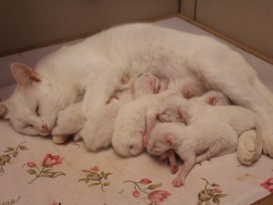 Van Kedi Villası'nda bir ilk yaşandı