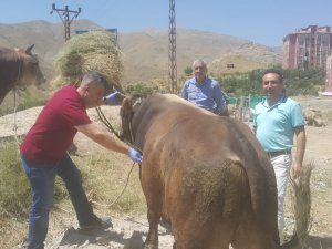 Hakkari’de kurbanlıklar sağlık taramasından geçirildi