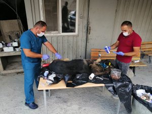 Yaralı Kurt cinsi köpek tedavi altına alındı