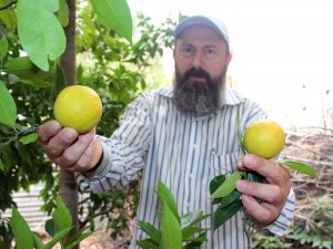 Bu ağacı görenler gözlerine inanamıyor