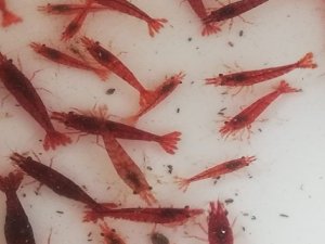 Hobi olarak başladı talebe yetişemiyor